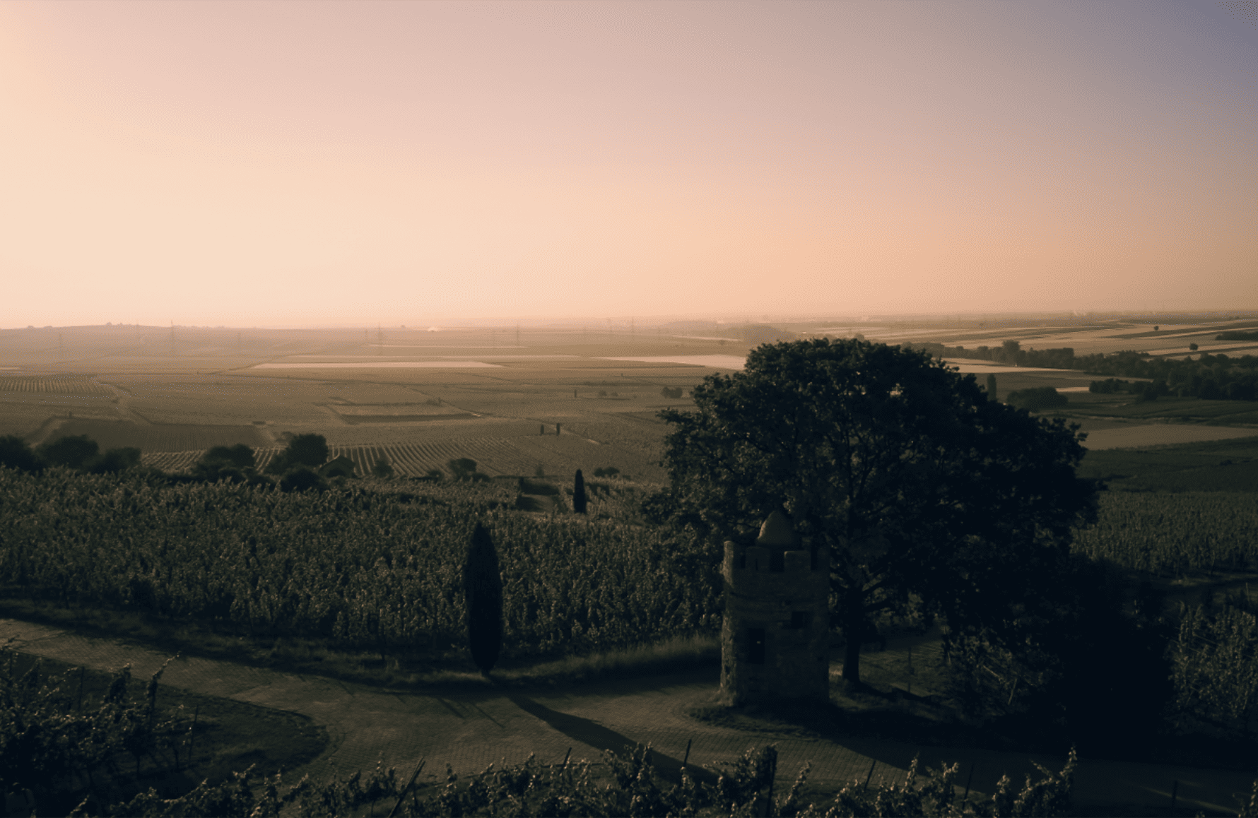 historien om Weingut Wittmann Allemagne